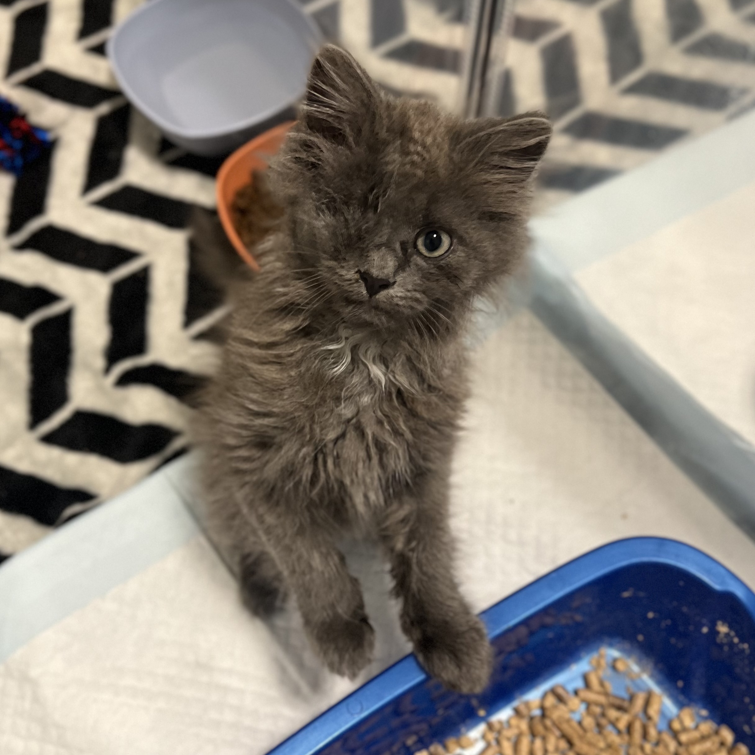 Enlarge Big Mac, a Adopted mixed breed in Charlotte, NC image 3/3