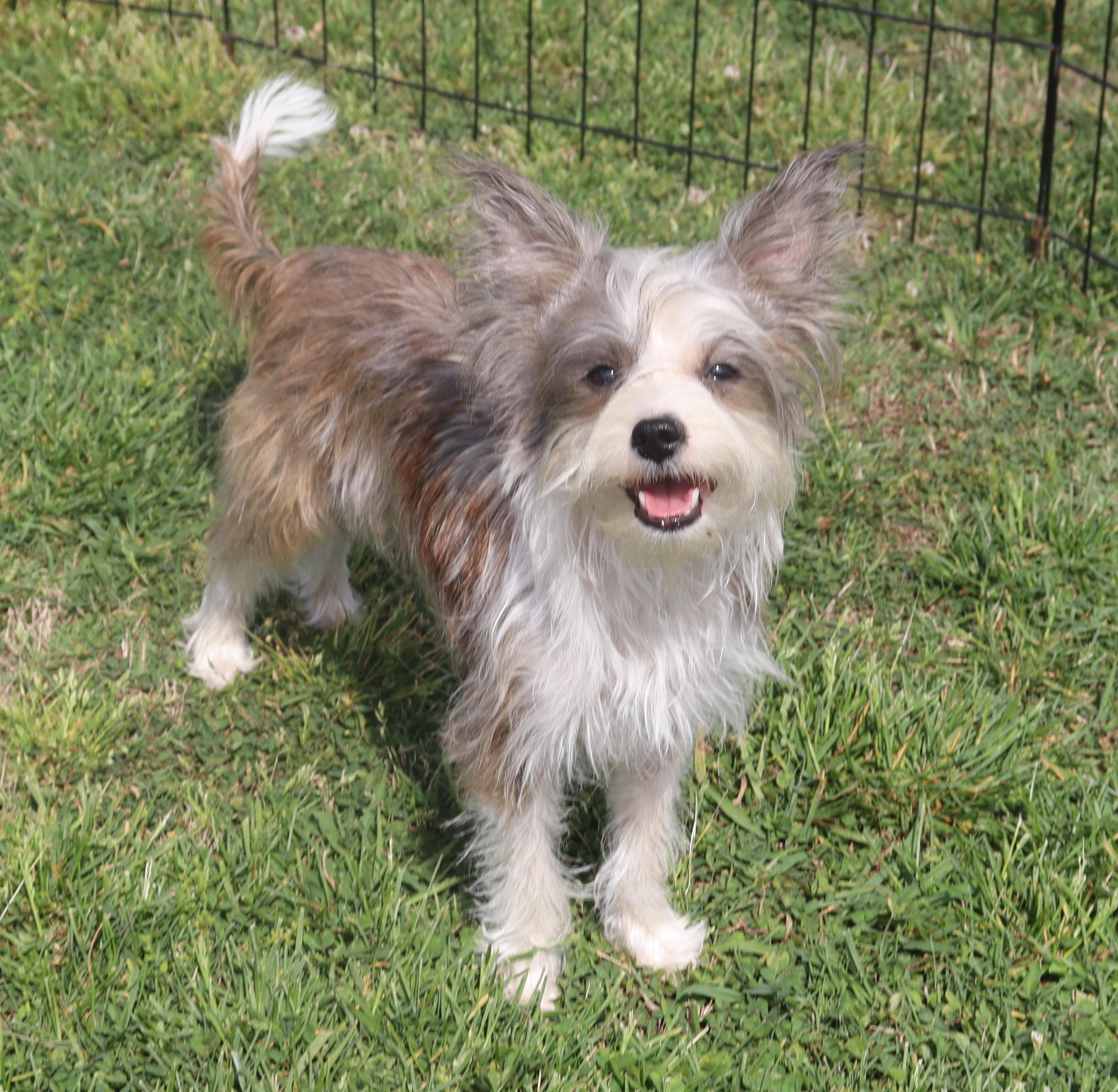 Enlarge Beatrice, an adopted mixed breed in Allentown, PA image 1/4