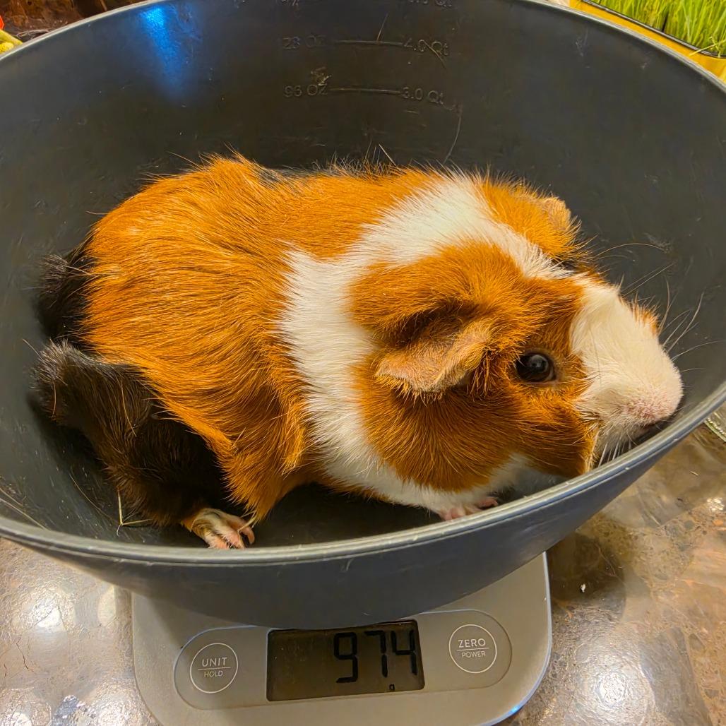 Chloe (Bonded with Oreo), ADOPTABLE, Adult Female Guinea Pig.