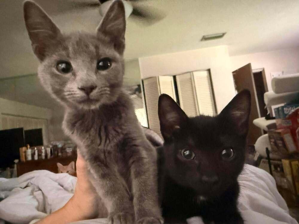 Enlarge Wolfie, a Adoptable Domestic Short Hair in DELTONA, FL image 1/4