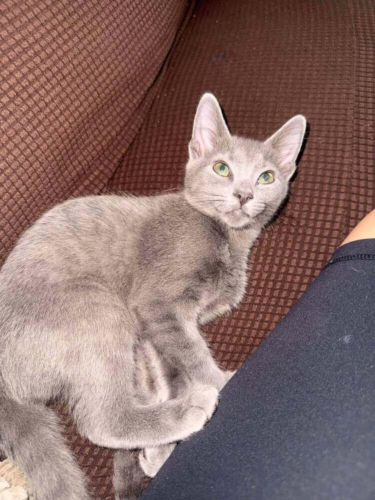 Enlarge Wolfie, a Adoptable Domestic Short Hair in DELTONA, FL image 3/4