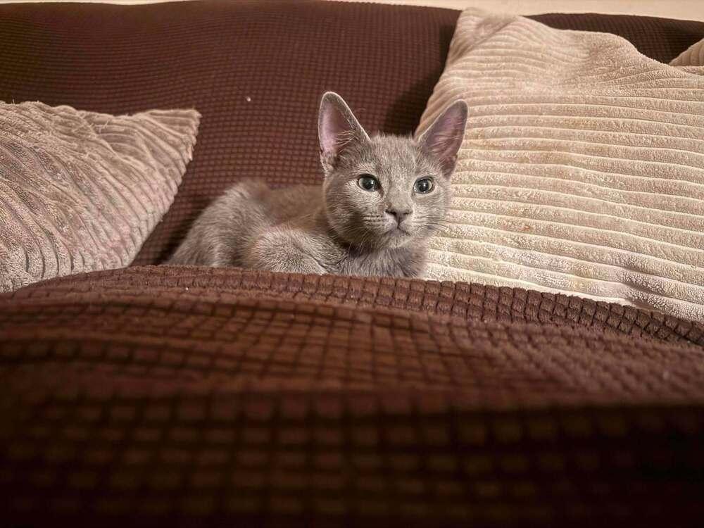 Enlarge Wolfie, a Adoptable Domestic Short Hair in DELTONA, FL image 4/4