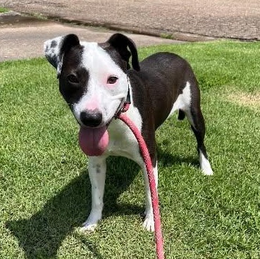Petey, Adoptable, Young Male Terrier.