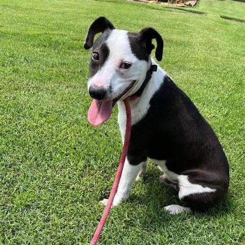 Enlarge Petey, a Adoptable mixed breed in Chelmsford, MA image 2/5