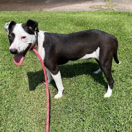 Enlarge Petey, a Adoptable mixed breed in Chelmsford, MA image 4/5
