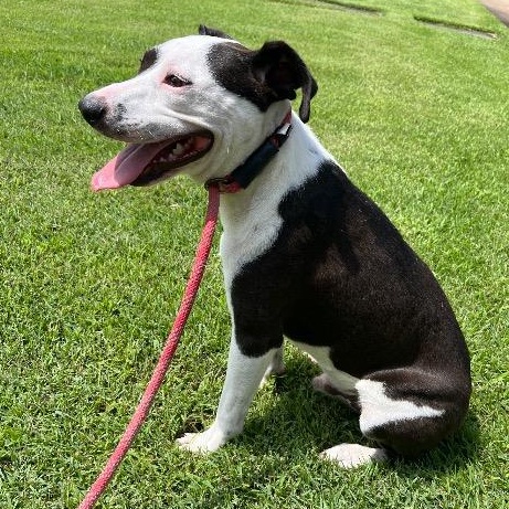 Enlarge Petey, a Adoptable mixed breed in Chelmsford, MA image 5/5