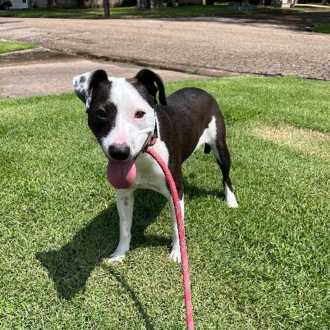 Enlarge Petey, a Adoptable mixed breed in Chelmsford, MA image 3/5