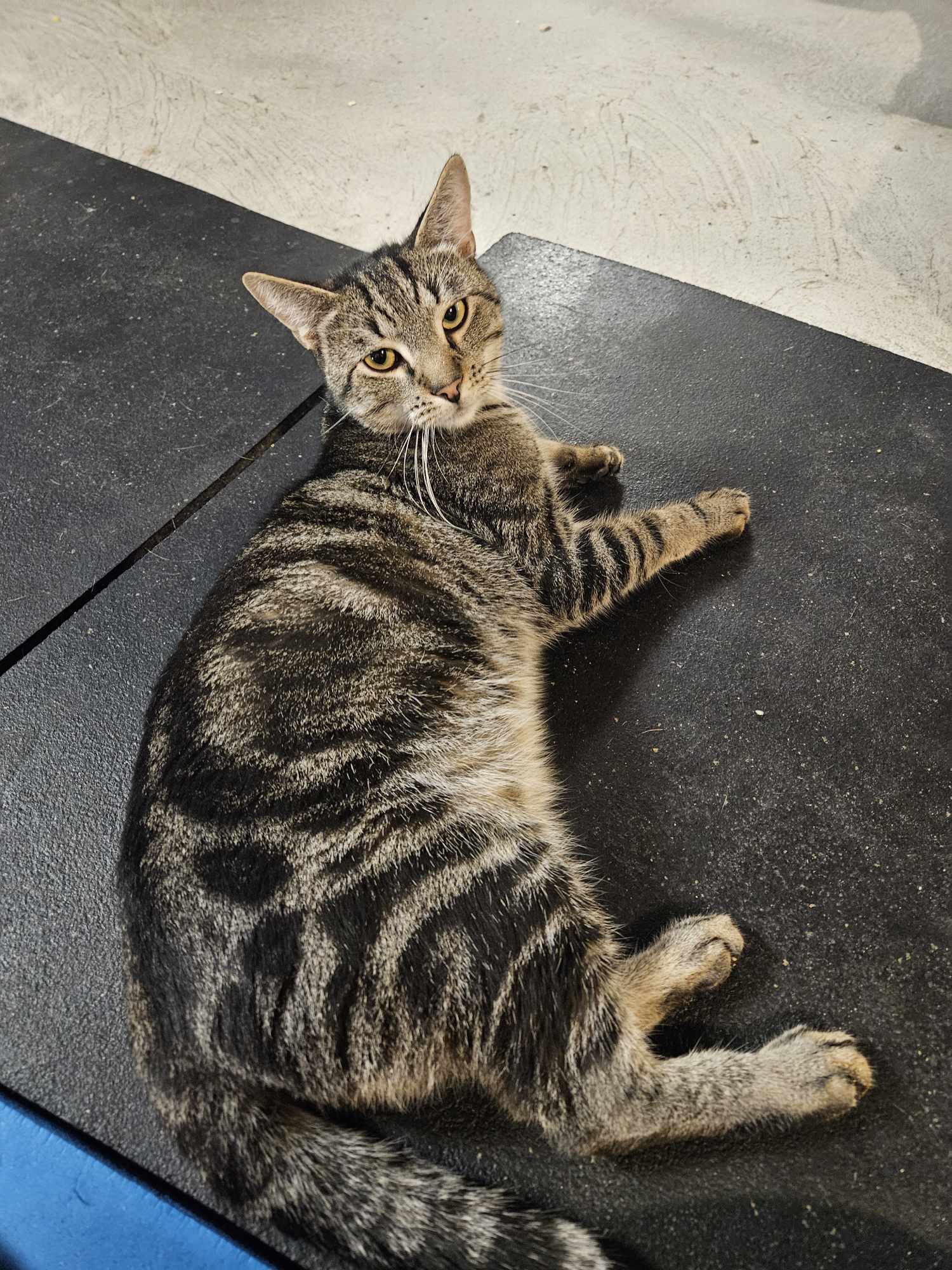 Cat for adoption Mac, a Domestic Short Hair in Kingston, MA Petfinder