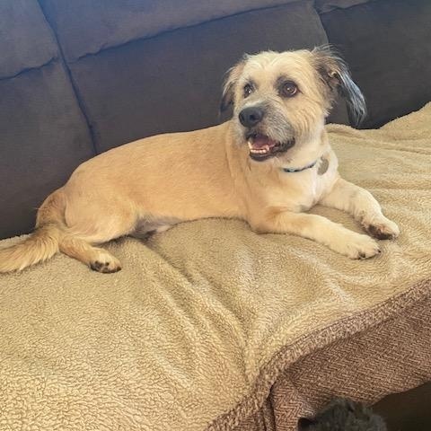 Buddy - NEED TEMPORARY FOSTER, OR FOSTER WITH INTENT TO ADOPT, an adoptable mixed breed in White Bear Lake, MN image 5/6