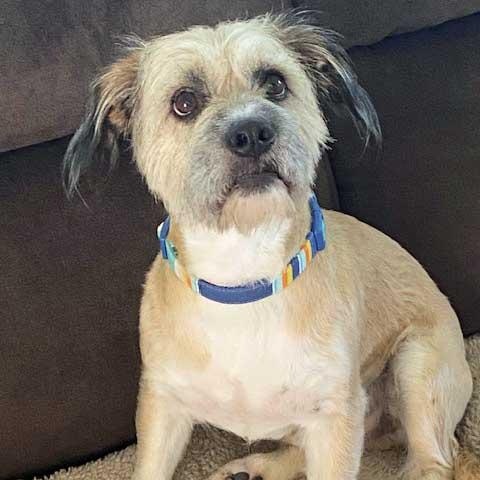 Buddy - NEED TEMPORARY FOSTER, OR FOSTER WITH INTENT TO ADOPT, an adoptable mixed breed in White Bear Lake, MN image 2/6