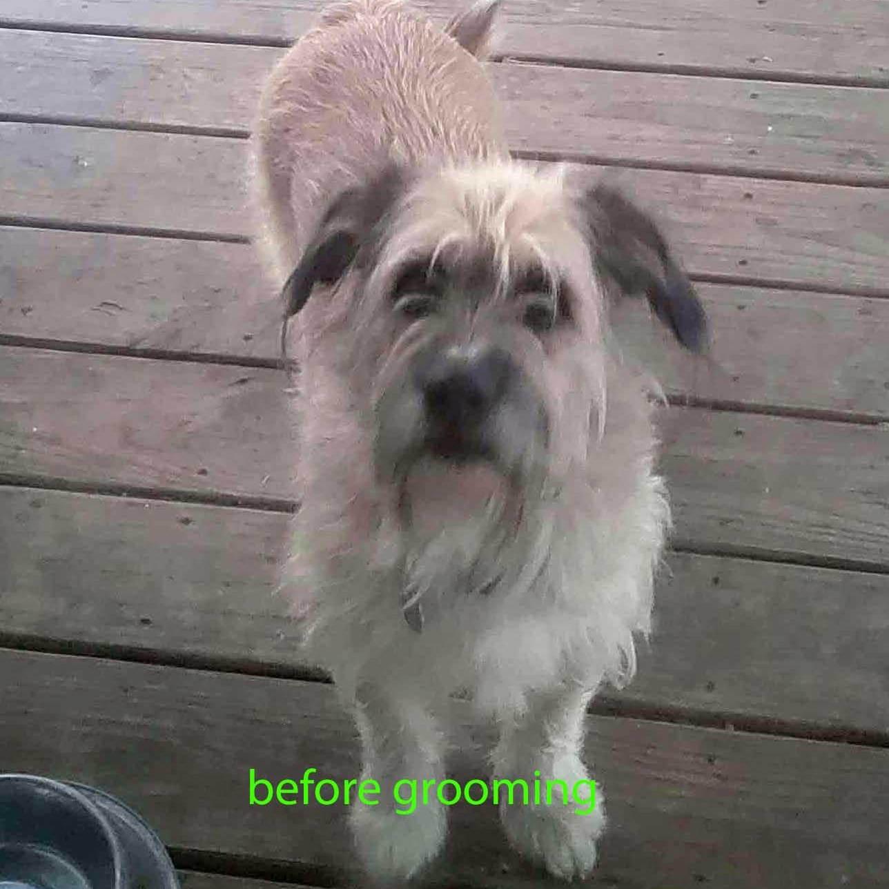 Buddy - NEED TEMPORARY FOSTER, OR FOSTER WITH INTENT TO ADOPT, an adoptable mixed breed in White Bear Lake, MN image 6/6