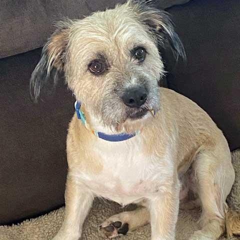 Buddy - NEED TEMPORARY FOSTER, OR FOSTER WITH INTENT TO ADOPT, an adoptable mixed breed in White Bear Lake, MN image 4/6