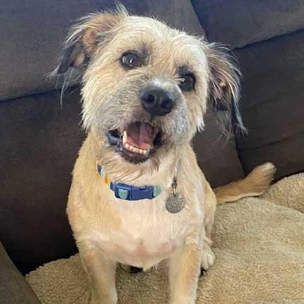 Buddy - NEED TEMPORARY FOSTER, OR FOSTER WITH INTENT TO ADOPT, adoptable, Adult Male Wheaten Terrier.