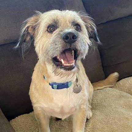 Buddy - NEED TEMPORARY FOSTER, OR FOSTER WITH INTENT TO ADOPT, an adoptable mixed breed in White Bear Lake, MN image 3/6