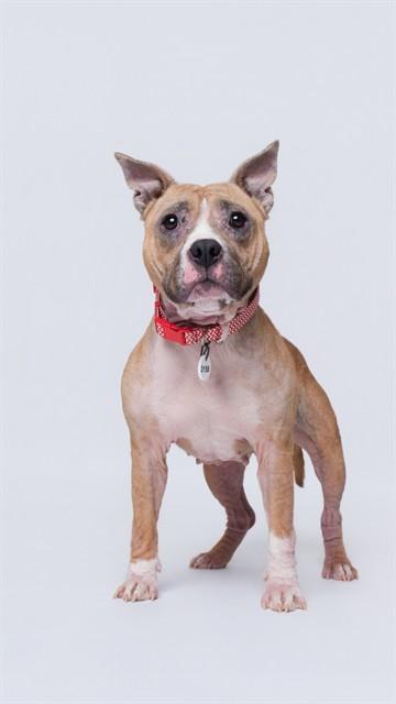 Enlarge DARLA, a Adoptable Pit Bull Terrier in Upper Marlboro, MD image 1/1