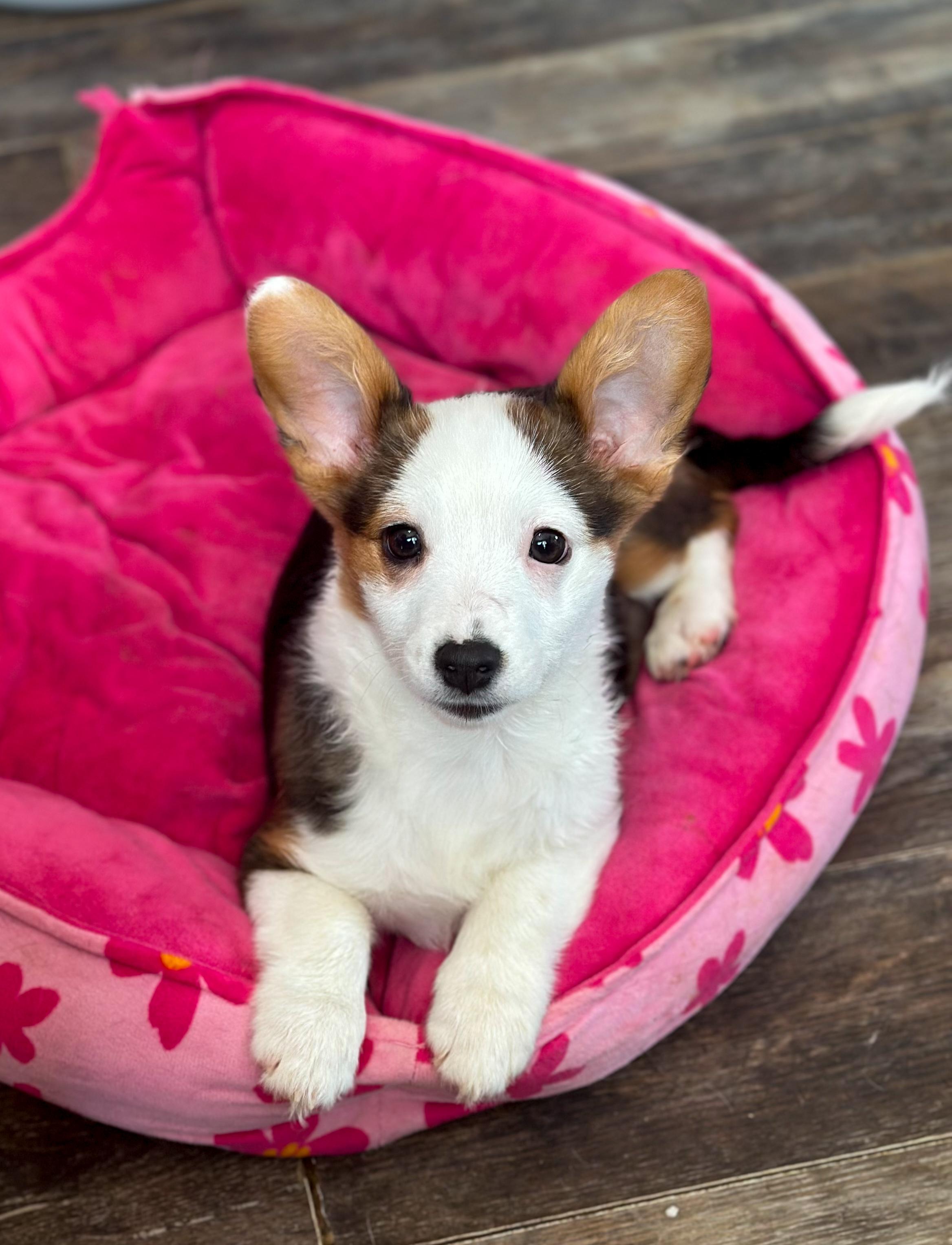 Enlarge Pete, a ADOPTABLE mixed breed in Indianapolis, IN image 4/5