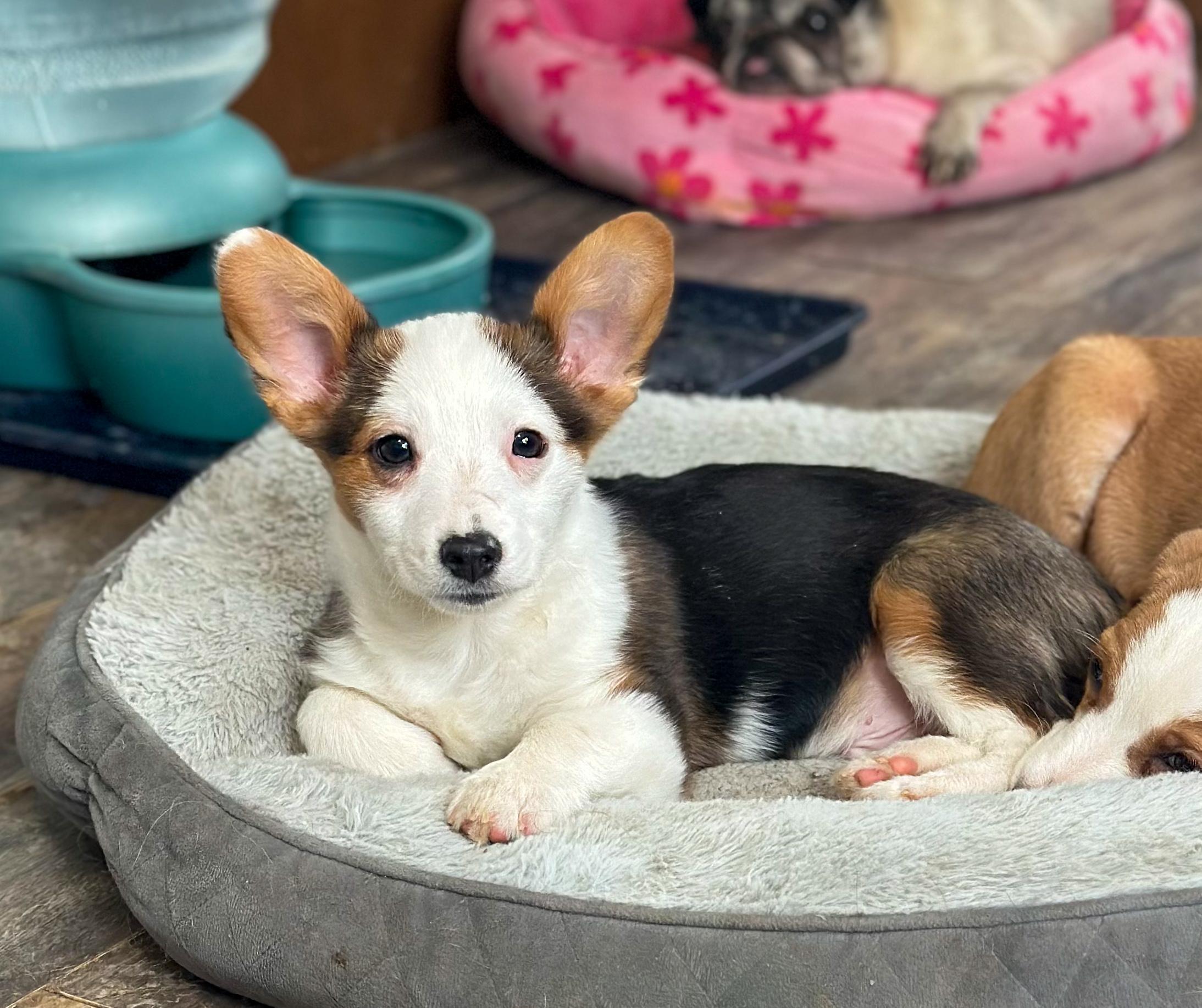 Enlarge Pete, a ADOPTABLE mixed breed in Indianapolis, IN image 2/5