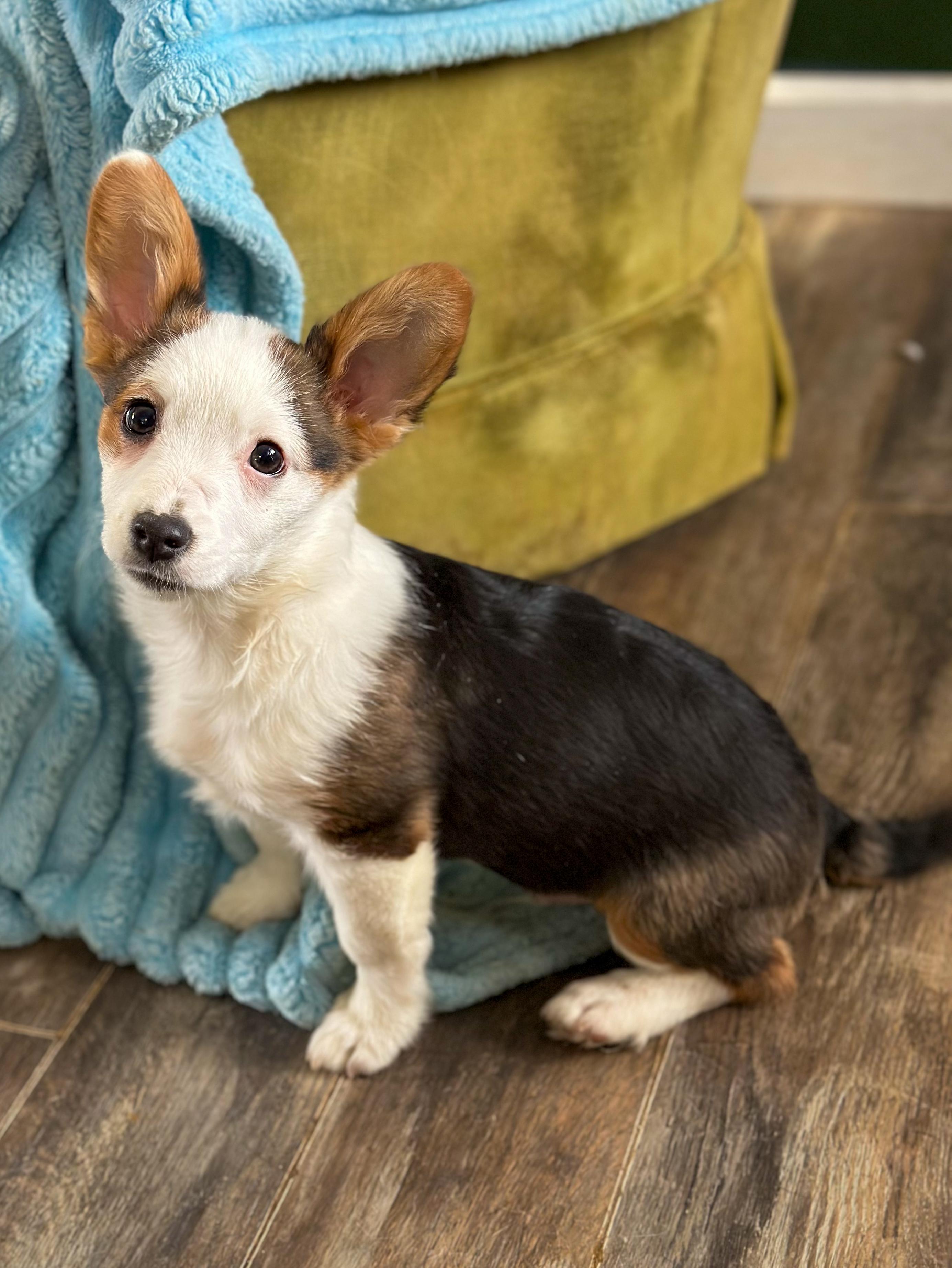 Pete, ADOPTABLE, Puppy Male Corgi & Chihuahua.