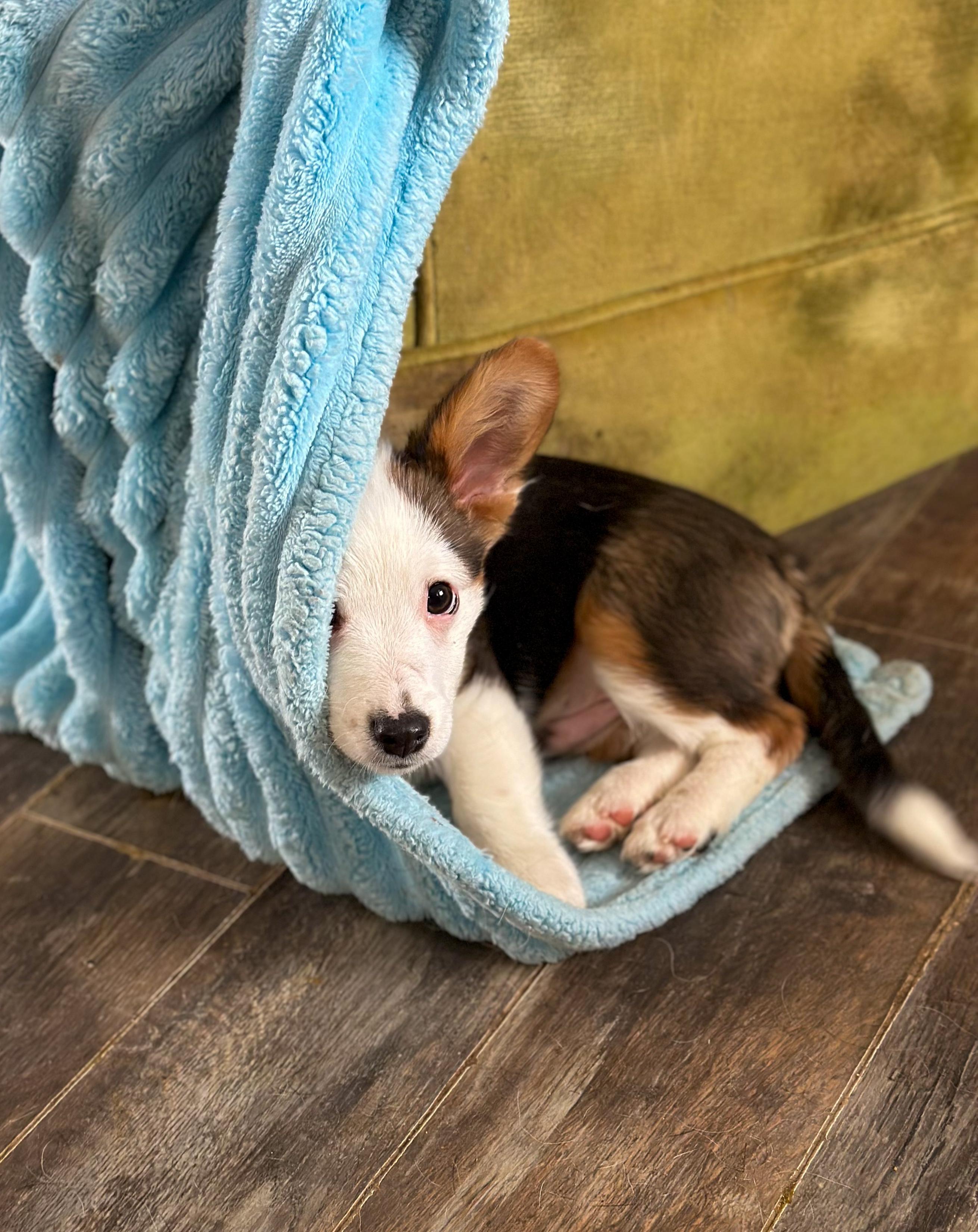 Enlarge Pete, a ADOPTABLE mixed breed in Indianapolis, IN image 3/5