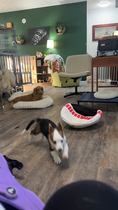 Enlarge Pete, a ADOPTABLE mixed breed in Indianapolis, IN video 5/5