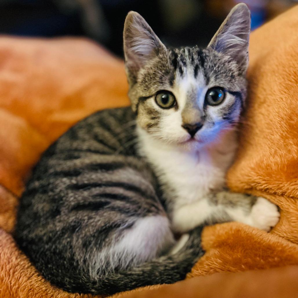 Enlarge Leo Flynn, a Adoptable Domestic Short Hair in Saint Paul, MN image 1/4