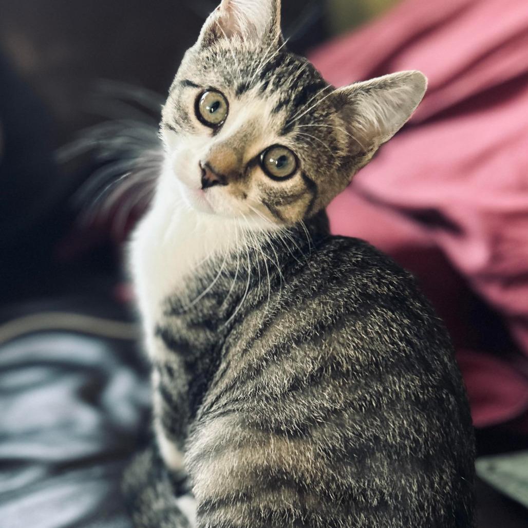 Enlarge Leo Flynn, a Adoptable Domestic Short Hair in Saint Paul, MN image 3/4