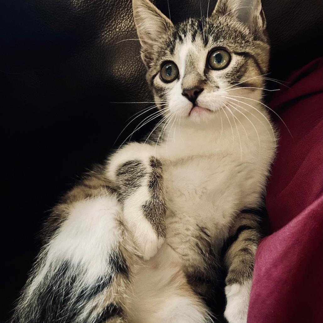 Enlarge Leo Flynn, a Adoptable Domestic Short Hair in Saint Paul, MN image 4/4