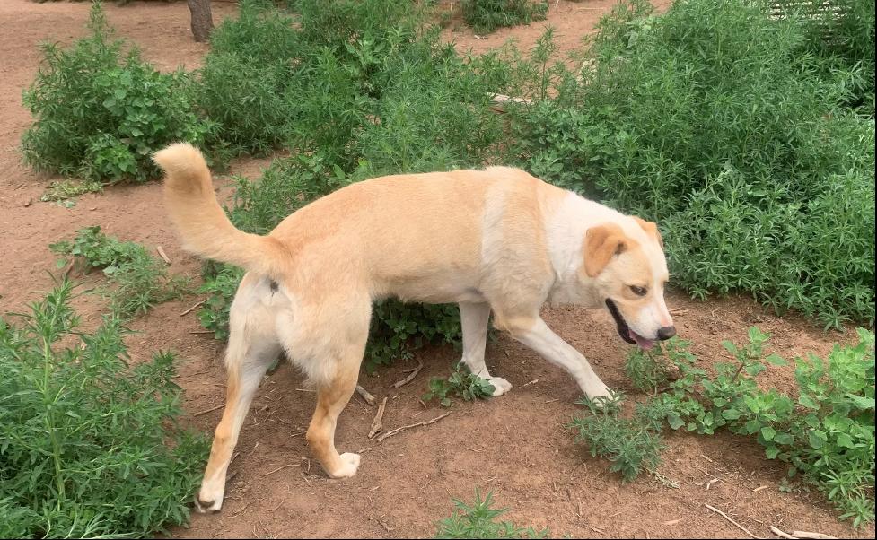 Pooh Bear, a Adoptable mixed breed in Durango, CO image 4/4