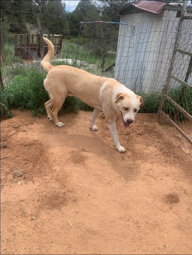 Pooh Bear, a Adoptable mixed breed in Durango, CO image 3/4