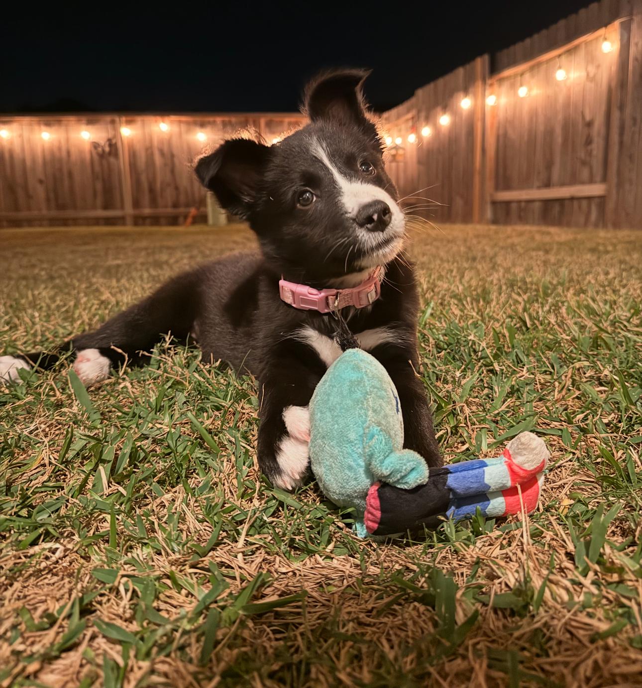 Stevie, a Adoptable mixed breed in houston, TX image 1/6