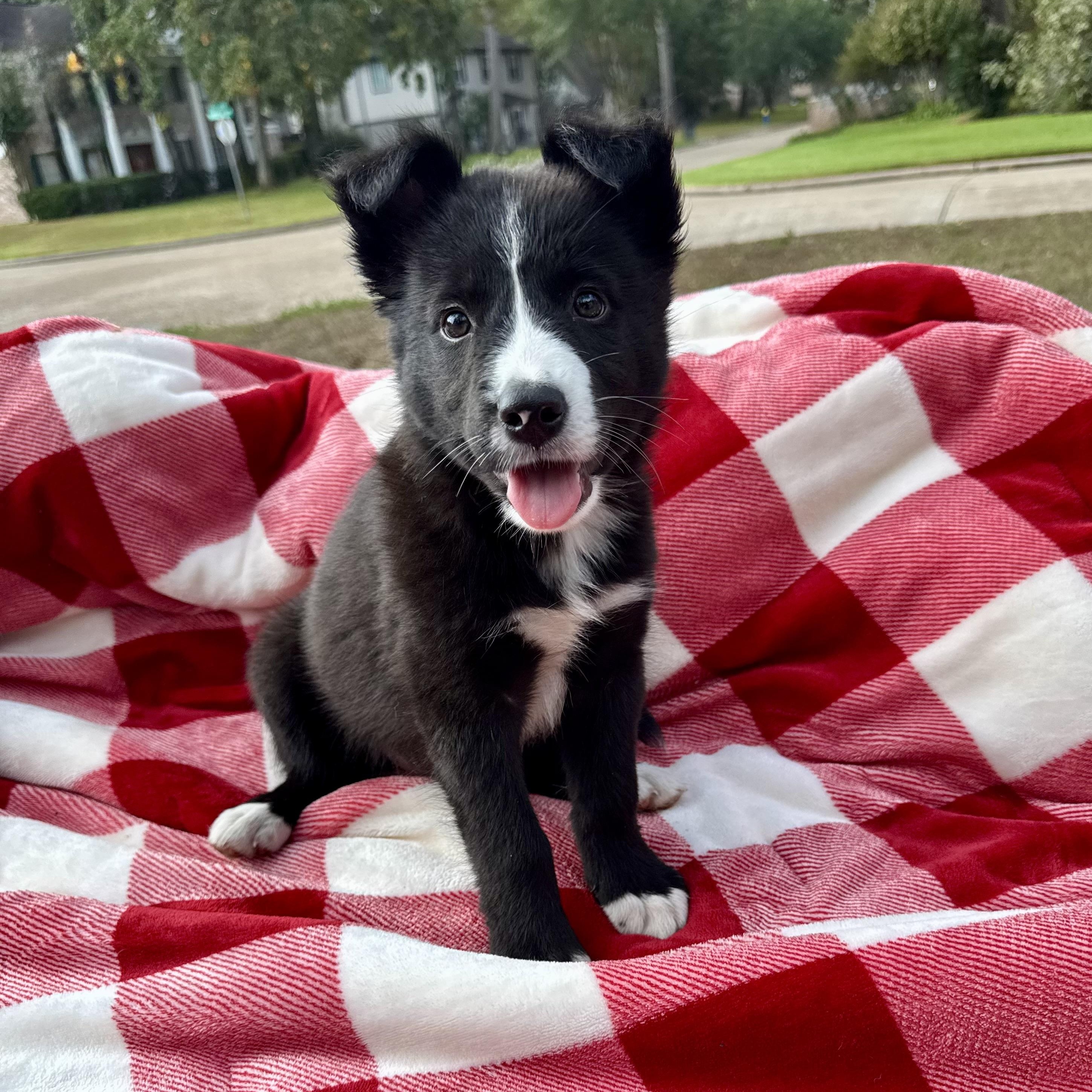 Stevie, a Adoptable mixed breed in houston, TX image 6/6