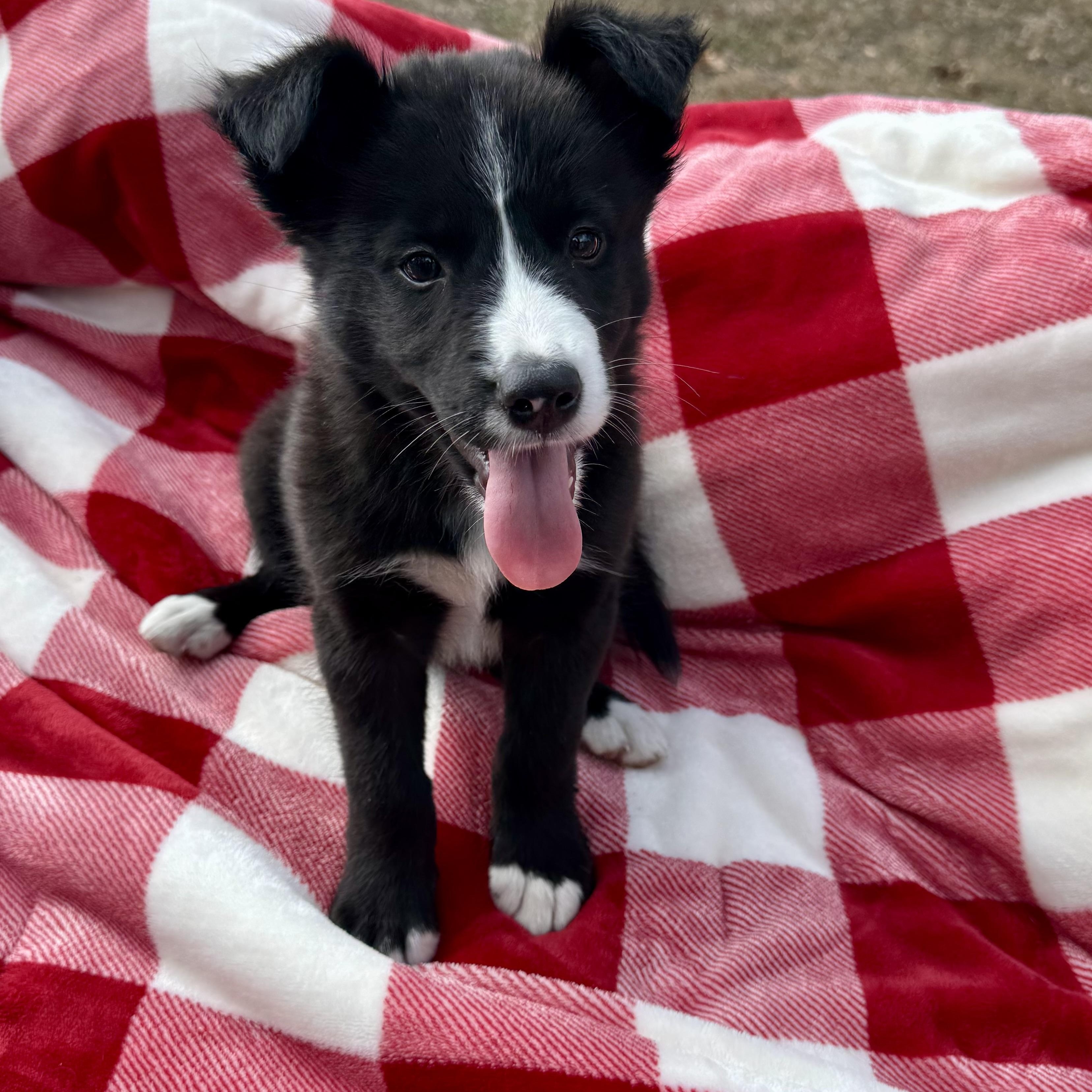 Stevie, a Adoptable mixed breed in houston, TX image 3/6