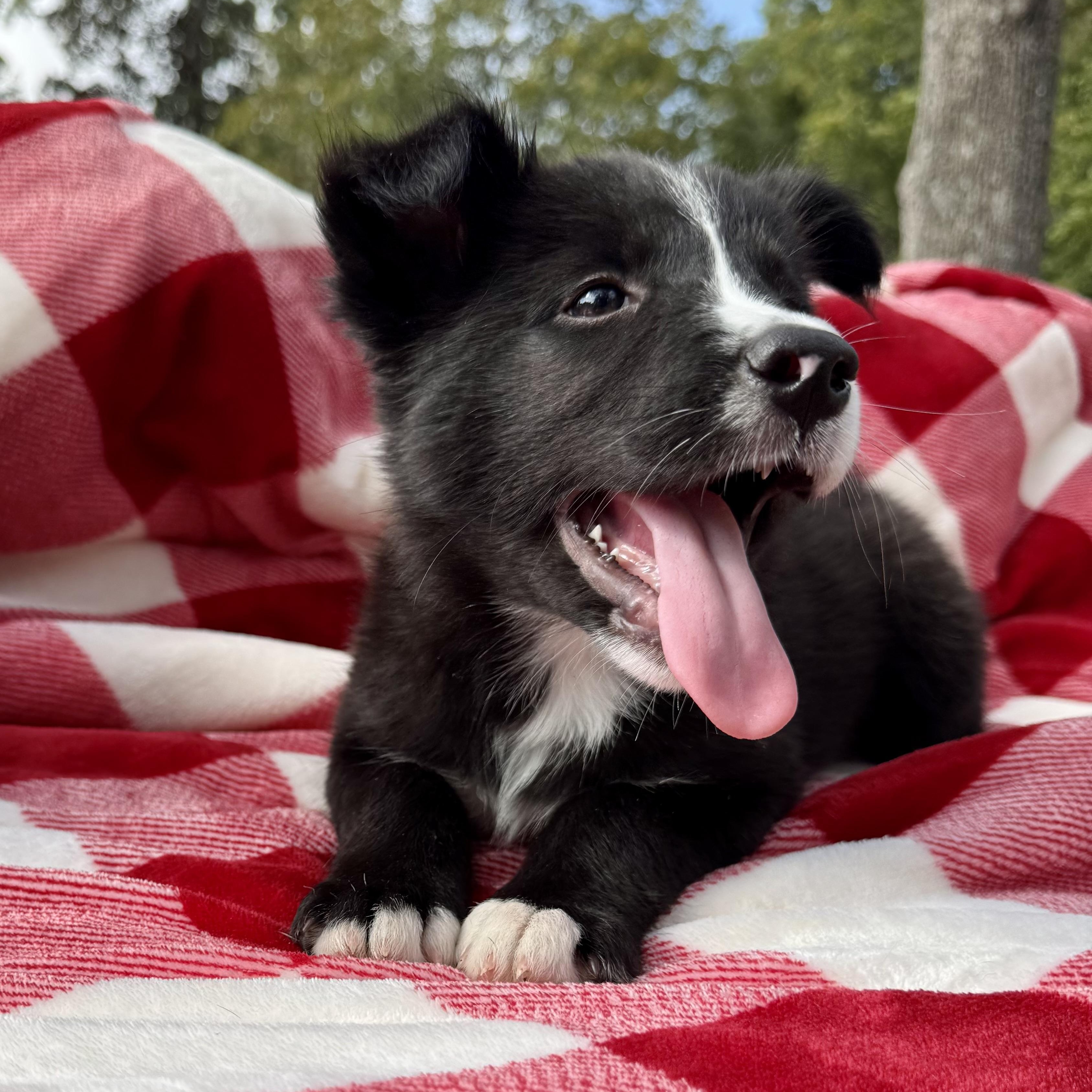 Stevie, a Adoptable mixed breed in houston, TX image 2/6