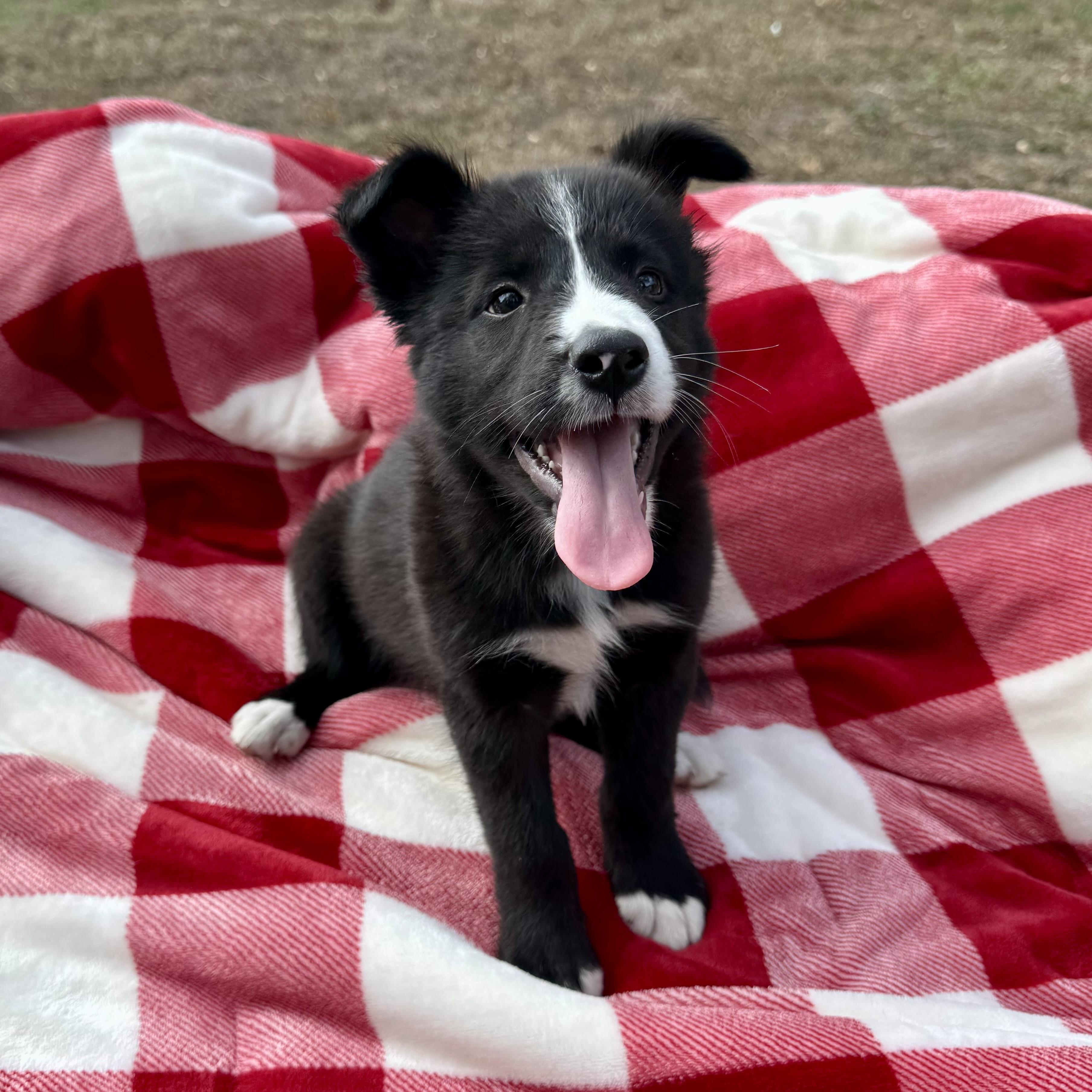 Stevie, a Adoptable mixed breed in houston, TX image 5/6