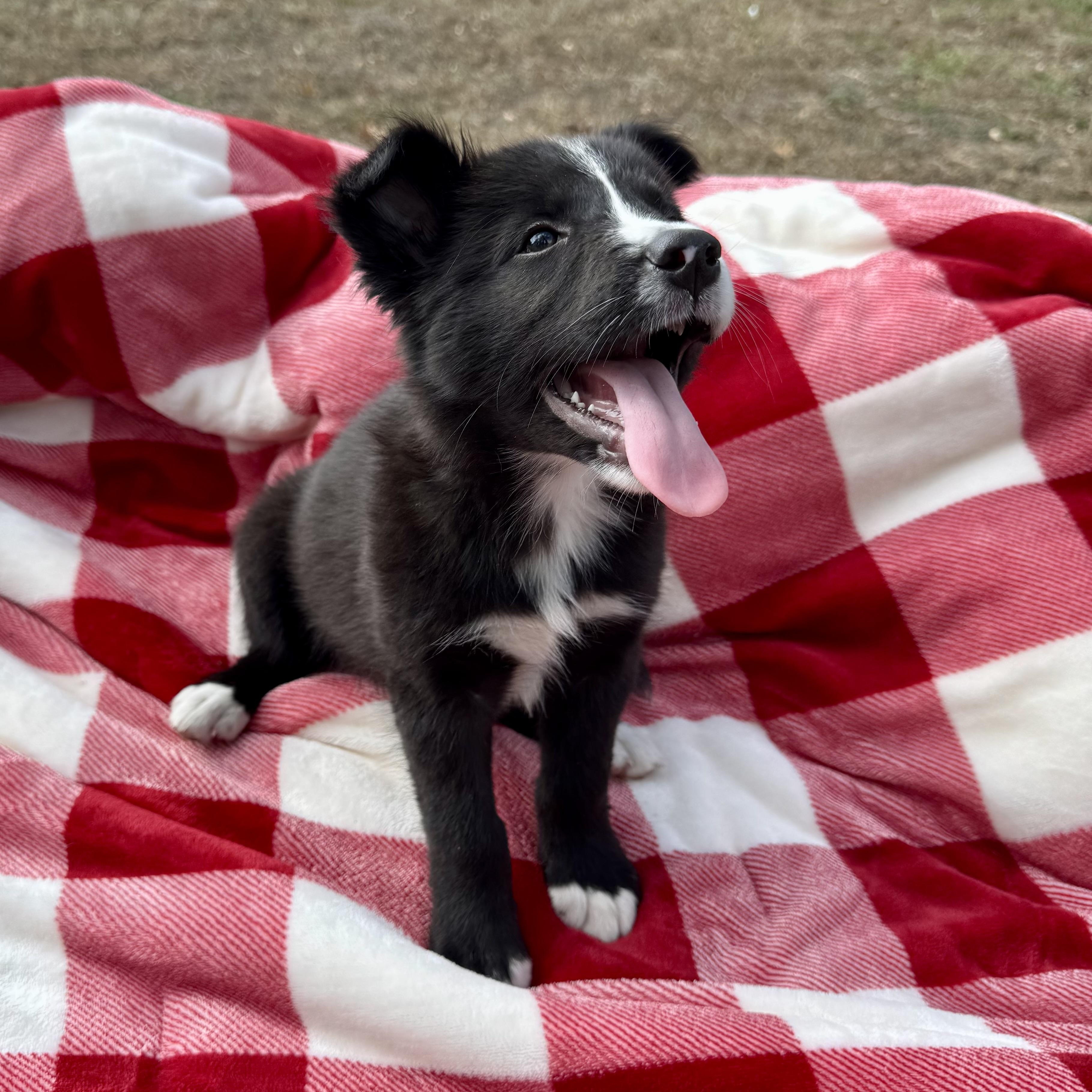 Stevie, a Adoptable mixed breed in houston, TX image 4/6