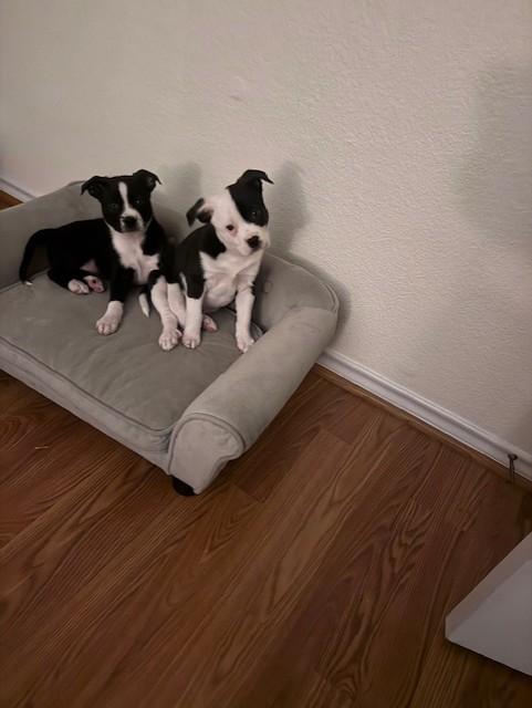 Enlarge TUX, a ADOPTABLE mixed breed in fort worth, TX image 3/5