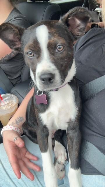 Enlarge TUX, a ADOPTABLE mixed breed in fort worth, TX image 5/6