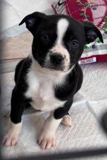 TUX, ADOPTABLE, Puppy Male Australian Cattle Dog / Blue Heeler.