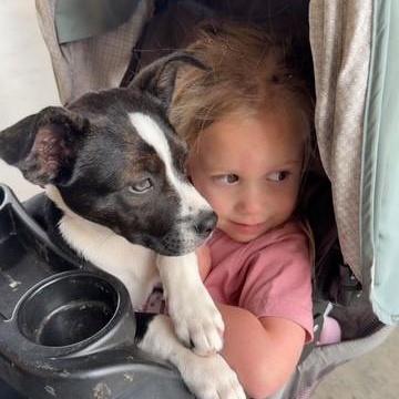 Enlarge TUX, a ADOPTABLE mixed breed in fort worth, TX image 4/6