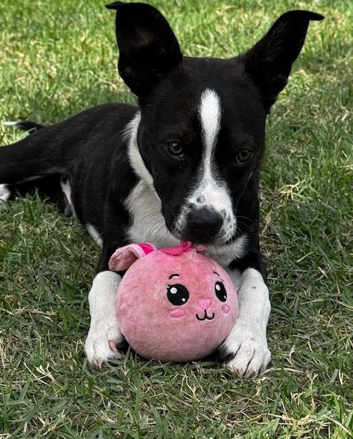 Enlarge TUX, a ADOPTABLE mixed breed in fort worth, TX image 5/6