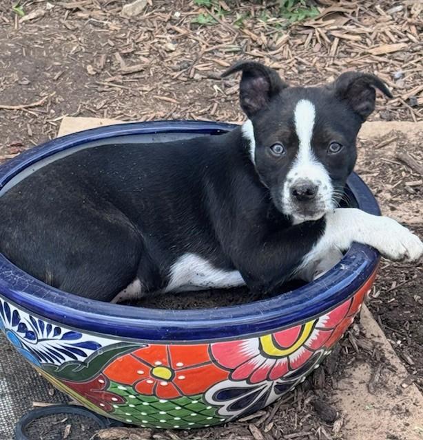 Enlarge TUX, a ADOPTABLE mixed breed in fort worth, TX image 3/6