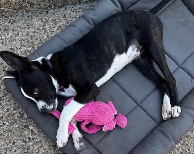 Enlarge TUX, a ADOPTABLE mixed breed in fort worth, TX image 6/6
