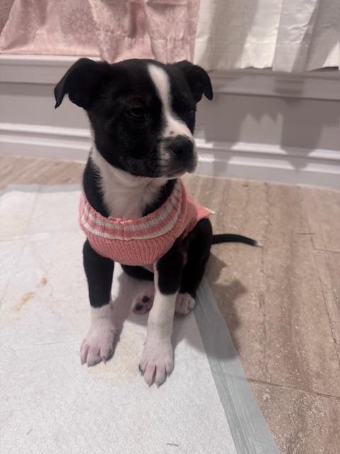 Enlarge TUX, a ADOPTABLE mixed breed in fort worth, TX image 2/5