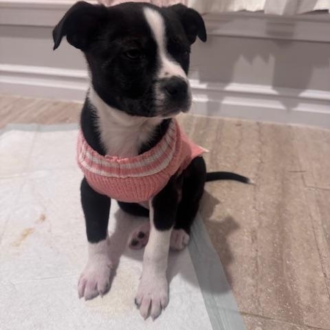 Enlarge TUX, a ADOPTABLE mixed breed in fort worth, TX image 2/6