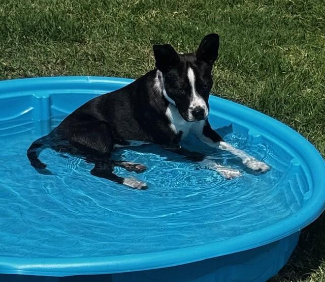 Enlarge TUX, a ADOPTABLE mixed breed in fort worth, TX image 4/6