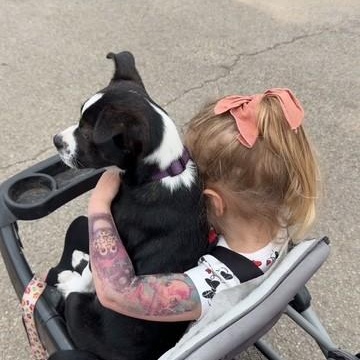 Enlarge TUX, a ADOPTABLE mixed breed in fort worth, TX image 6/6