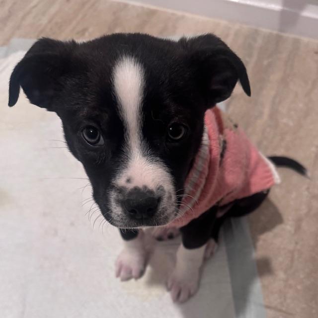 Enlarge TUX, a ADOPTABLE mixed breed in fort worth, TX image 4/5