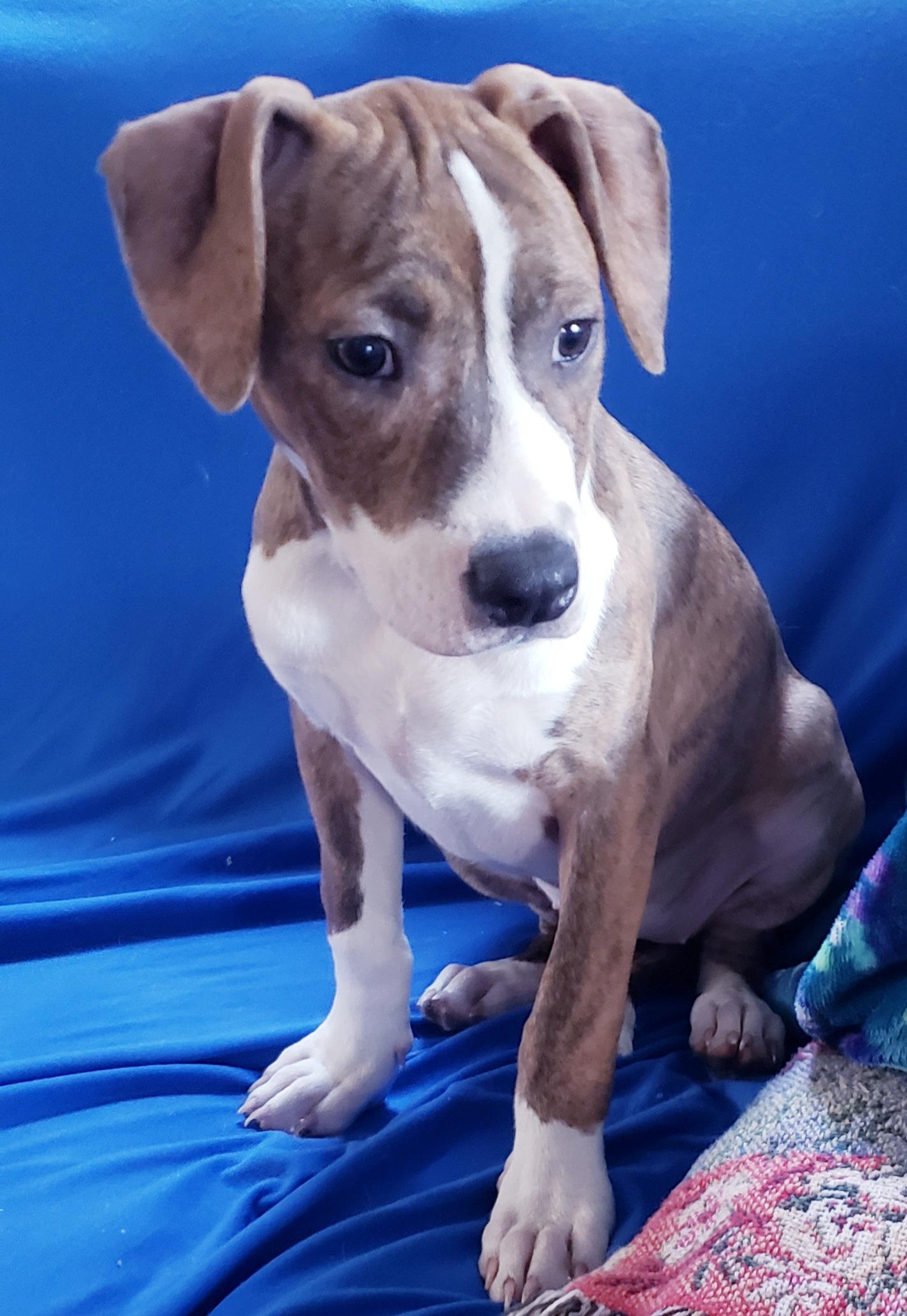 Enlarge Cali, an adoptable mixed breed in Detroit, MI image 6/6