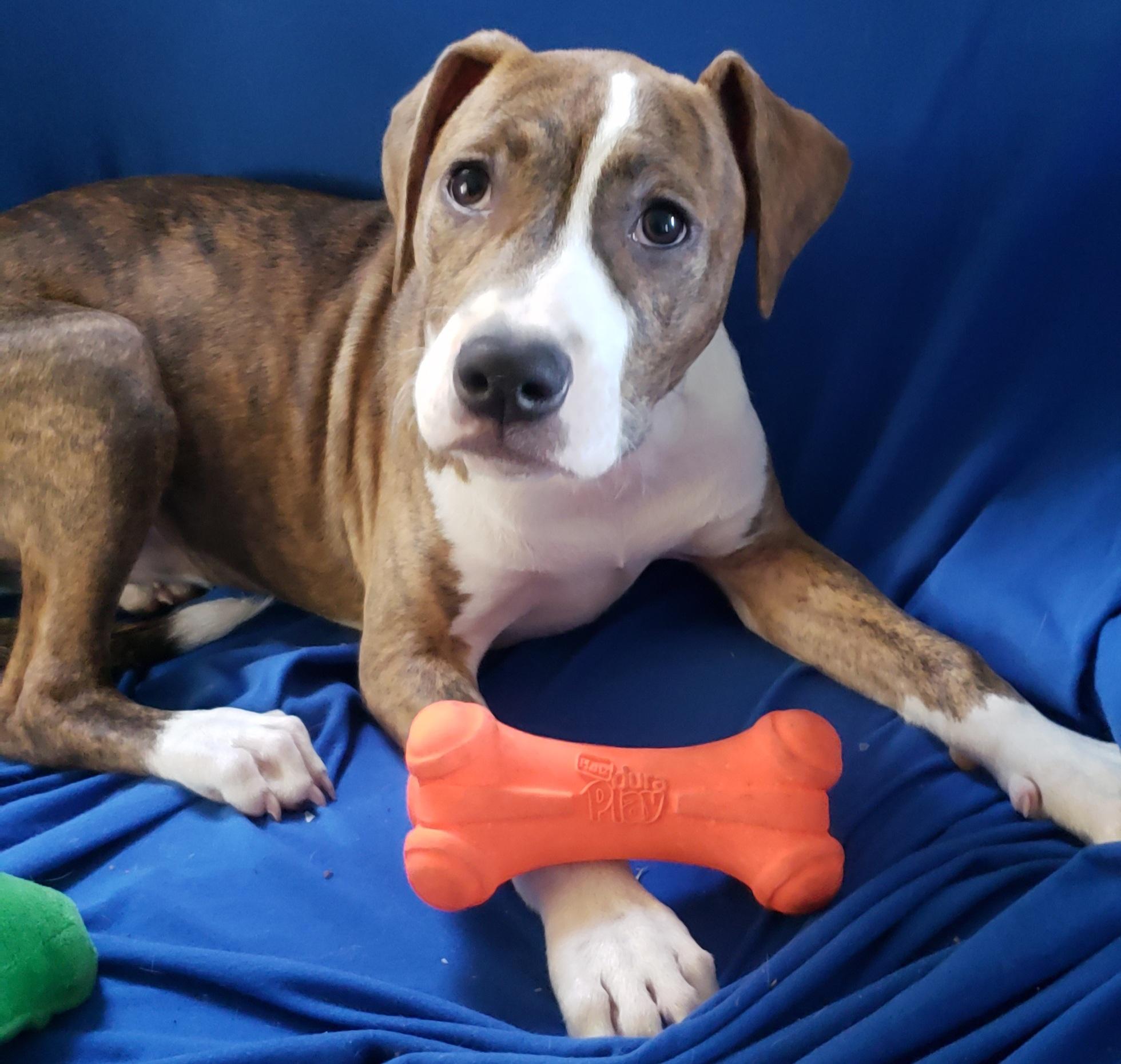 Enlarge Cali, an adoptable mixed breed in Detroit, MI image 5/6