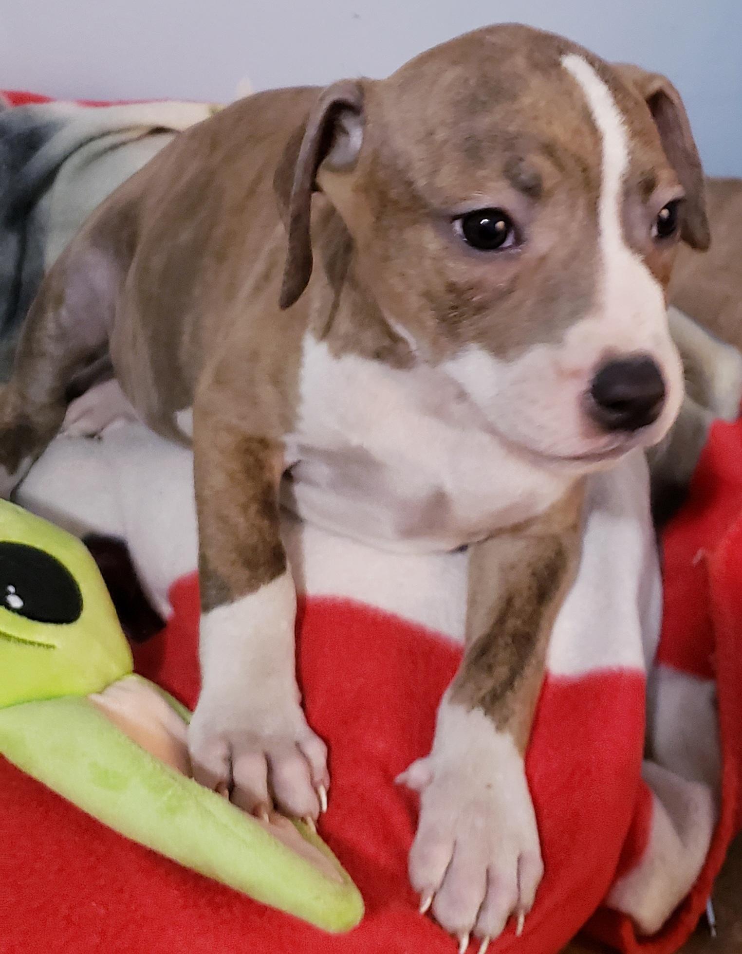 Brinkey, ADOPTABLE, Puppy Female Pit Bull Terrier.